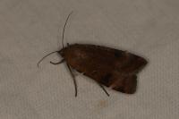 Noctua interposita