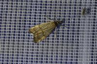 Chrysocrambus linetella