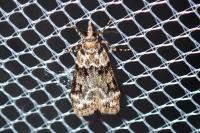 Eudonia delunella