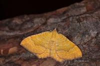 Camptogramma bilineata