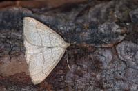 Polypogon tentacularia