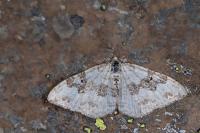Xanthorhoe montanata