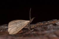 Polypogon tentacularia