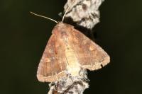 Lacanobia oleracea
