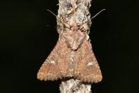 Mesapamea secalella/secalis