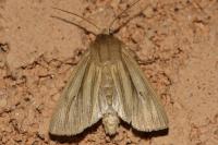 Mythimna impura