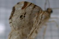 Macaria notata