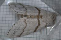 Calliteara pudibunda