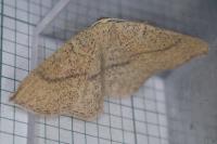 Cyclophora ruficiliaria