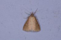 Psammotis pulveralis