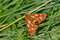 Arctia testudinaria