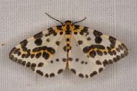 Abraxas grossulariata