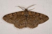 Alcis repandata
