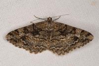 Alcis repandata