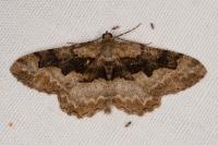 Alcis repandata