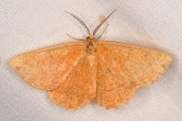Angerona prunaria