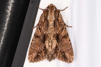 Apamea monoglypha monoglypha