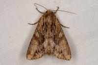 Apamea monoglypha monoglypha