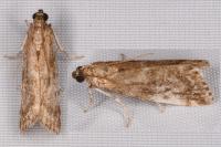 Assara terebrella