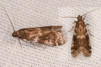 Assara terebrella