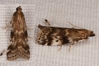 Assara terebrella