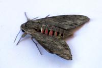 Agrius convolvuli
