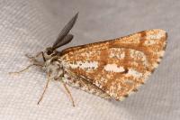 Bupalus piniaria