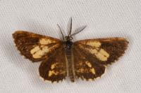 Bupalus piniaria