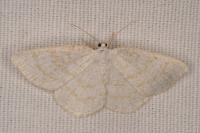 Cabera exanthemata