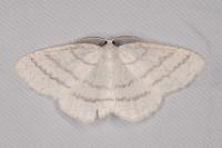 Cabera pusaria