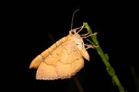 Camptogramma bilineata