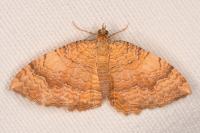 Camptogramma bilineata