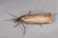 Chrysoteuchia culmella