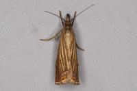 Chrysoteuchia culmella