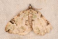 Colostygia pectinataria
