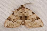 Colostygia pectinataria