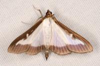 Cydalima perspectalis
