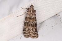 Dioryctria