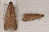 Ephestia woodiella/parasitella/elutella
