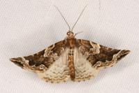 Eulithis prunata