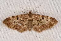 Eupithecia abietaria
