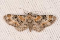 Eupithecia linariata/pulchellata/pyreneata