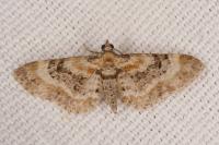 Eupithecia linariata/pulchellata/pyreneata