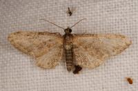 Eupithecia