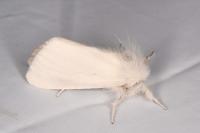 Euproctis chrysorrhoea