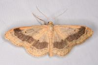 Idaea aversata