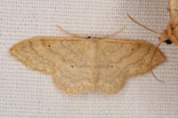 Idaea deversaria