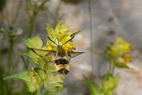 Hemaris tityus