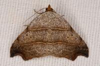 Laspeyria flexula