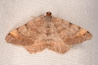 Macaria liturata